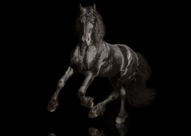 اجمل الصور للخيول العربية